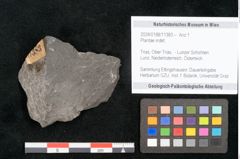 Foto (Objekt + Etikett) von Plantae indet.  (NHMW-GEO-2024-0188-11383)